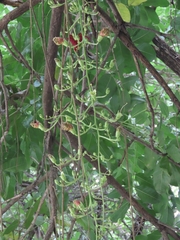 Kigelia
