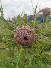 Cirsium nivale