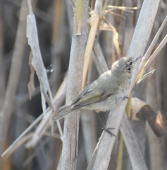 Phylloscopus collybita
