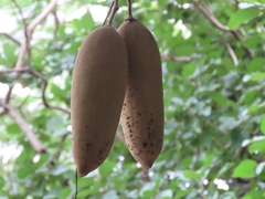 Kigelia