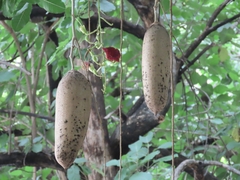 Kigelia