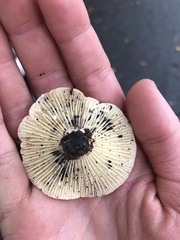 Lactifluus hygrophoroides