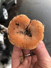 Lactifluus hygrophoroides