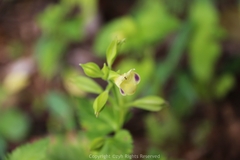 Torenia fordii