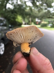 Lactifluus hygrophoroides
