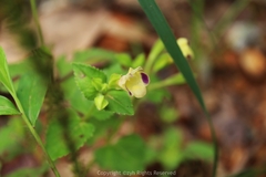 Torenia fordii