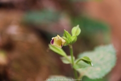 Torenia fordii