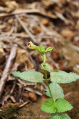 Torenia fordii