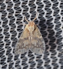 Bothriocera maculata
