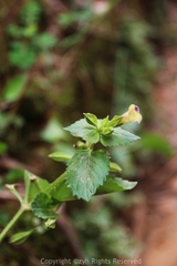 Torenia fordii