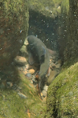 Opsariichthys pachycephalus