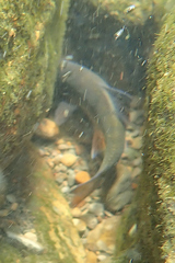 Opsariichthys pachycephalus