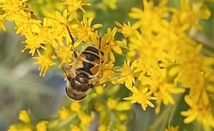 Eristalis arbustorum
