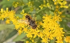 Eristalis arbustorum