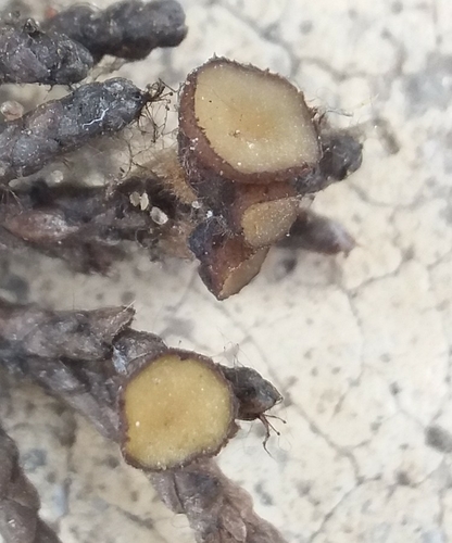 Representative image of Strobiloscypha