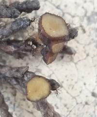 Strobiloscypha cupressina