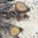 Strobiloscypha cupressina - Photo (c) pacovillalonga, some rights reserved (CC BY-NC), uploaded by pacovillalonga