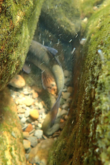 Opsariichthys pachycephalus