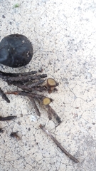 Strobiloscypha cupressina