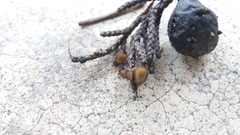 Strobiloscypha cupressina