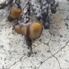 Strobiloscypha cupressina