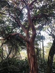 Eugenia candolleana