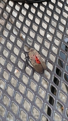 Lycorma delicatula