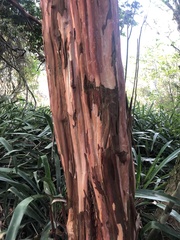 Eugenia candolleana
