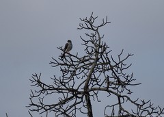 Micronisus gabar gabar