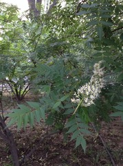 Aesculus chinensis