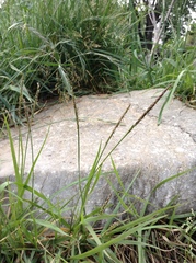 Zoysia pacifica