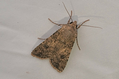 Agrotis segetum