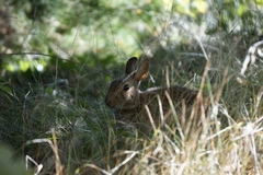 Sylvilagus floridanus