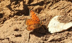 Melitaea acentria