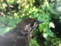 Schoeniparus brunneus