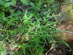 Dichanthelium implicatum