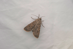 Agrotis segetum