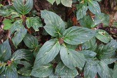 Lysimachia paridiformis