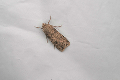 Agrotis segetum