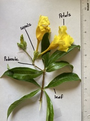 Allamanda cathartica