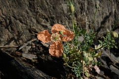 Papaver fugax