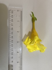 Allamanda cathartica