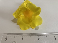 Allamanda cathartica