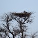 Lappet-faced Vulture - Photo (c) Joubert Heymans, some rights reserved (CC BY-NC-ND), uploaded by Joubert Heymans