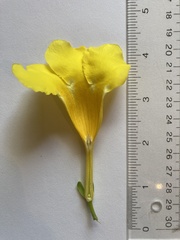 Allamanda cathartica