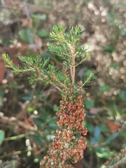 Erica manipuliflora
