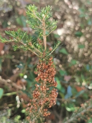 Erica manipuliflora