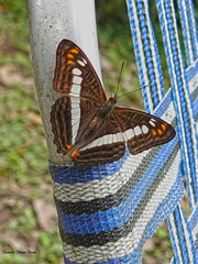 Adelpha alala