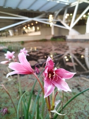 Crinum campanulatum