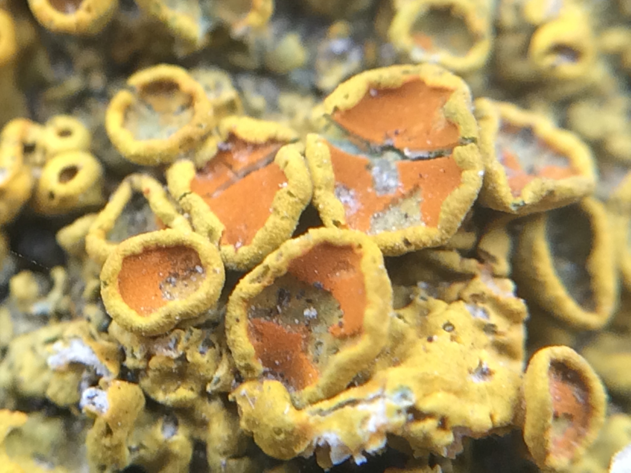 Xanthoria image